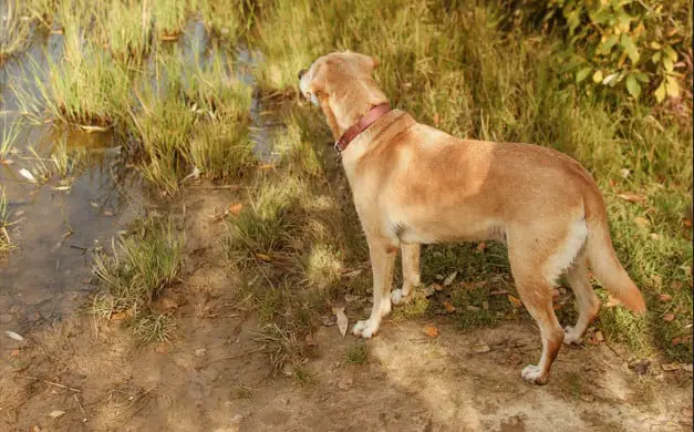 labrador tail