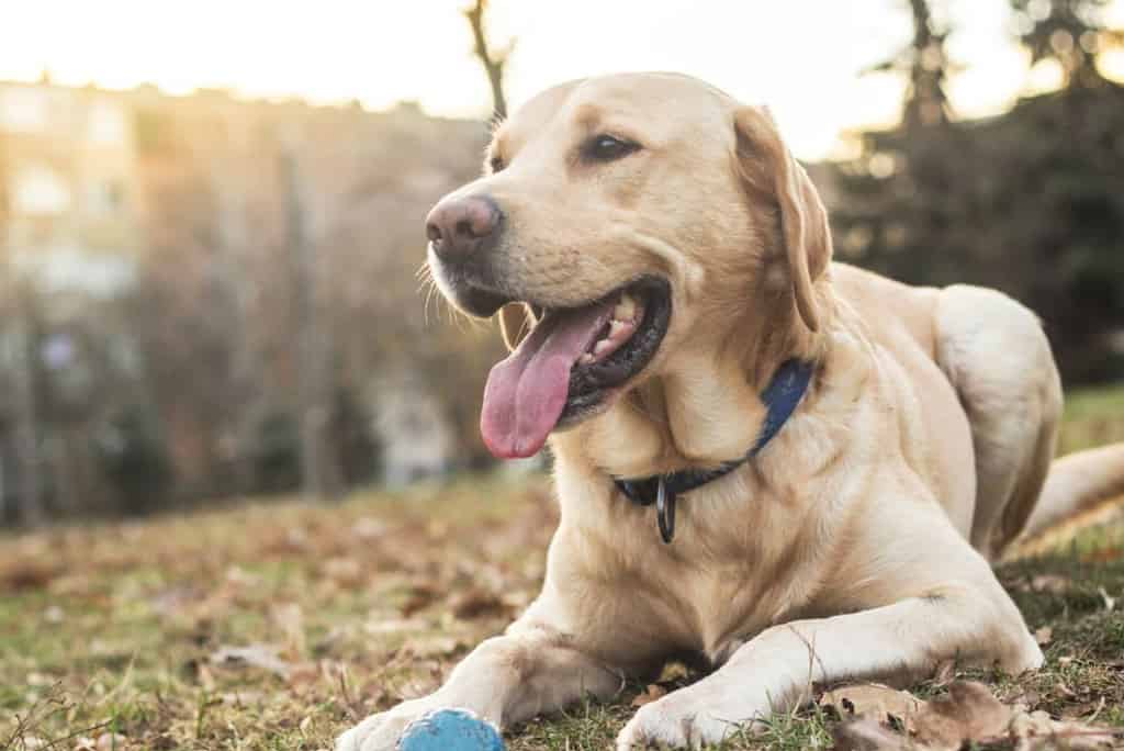 sadona labradors