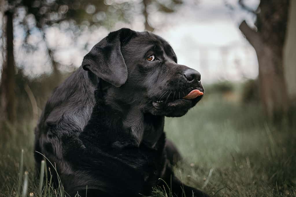 siberian husky vs labrador