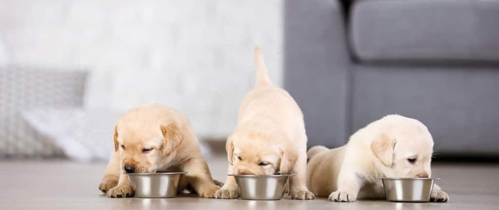 Why do labradors eat so fast?