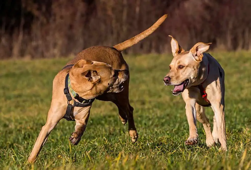 Weimaraner vs lab dog; cold weather