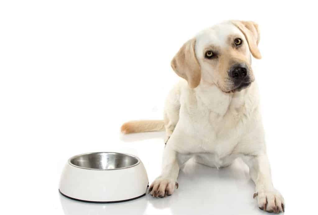 Dog's regular dish; how fast does your dog eat?