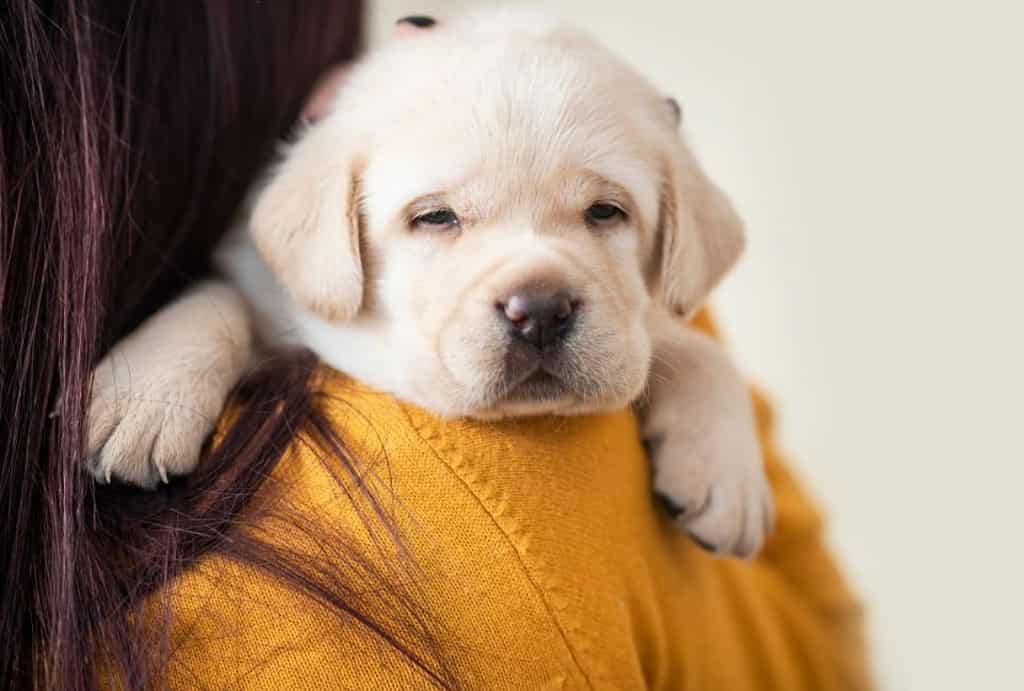 labrador puppies newborn