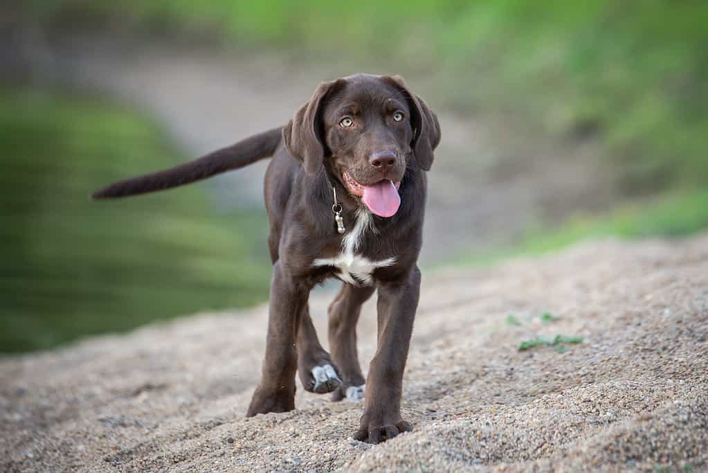 black lab tail