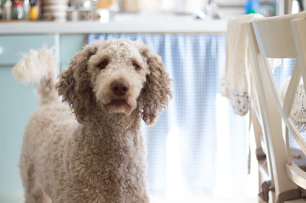 poodle mixed with lab