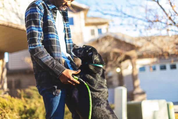 how long do black labs live