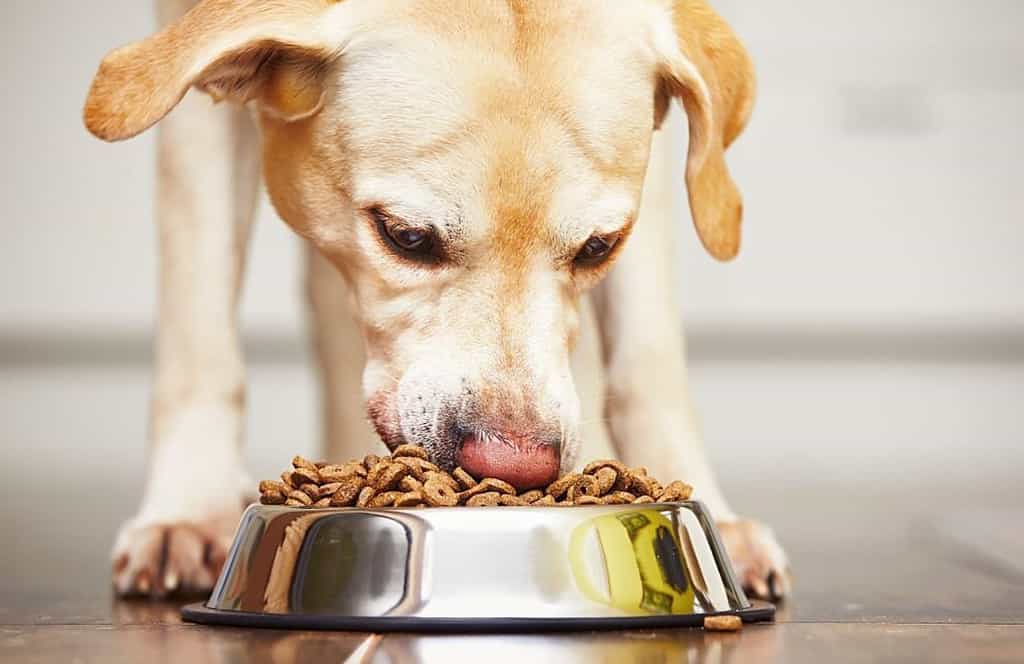 Why do labradors eat so fast? give high quality food 
