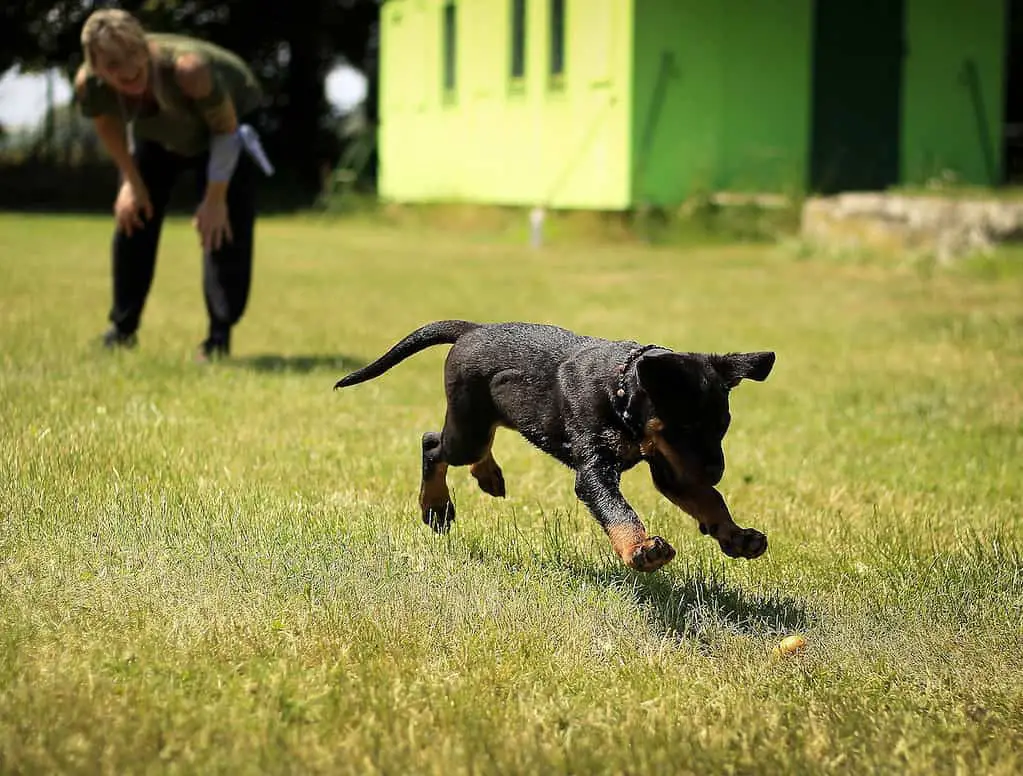 Doggie daycare