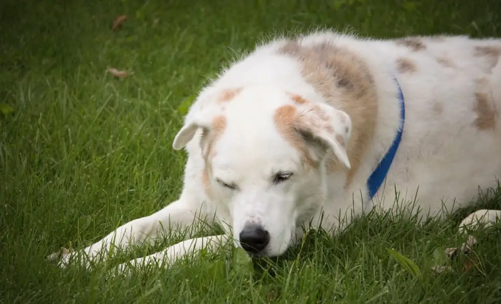 australian shepherd mix with lab