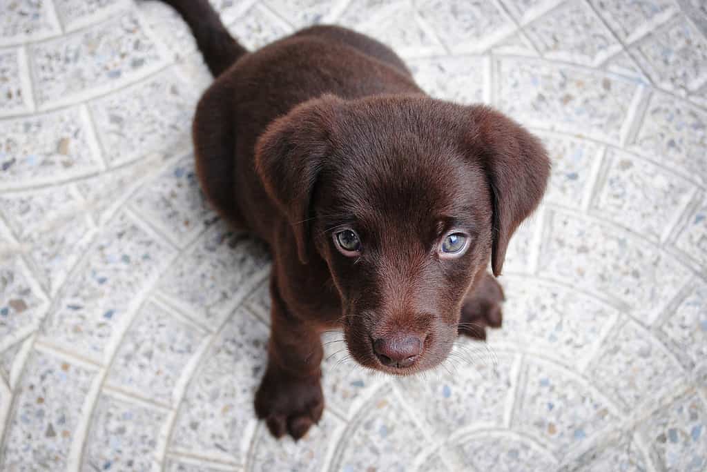 labrador newborn puppies