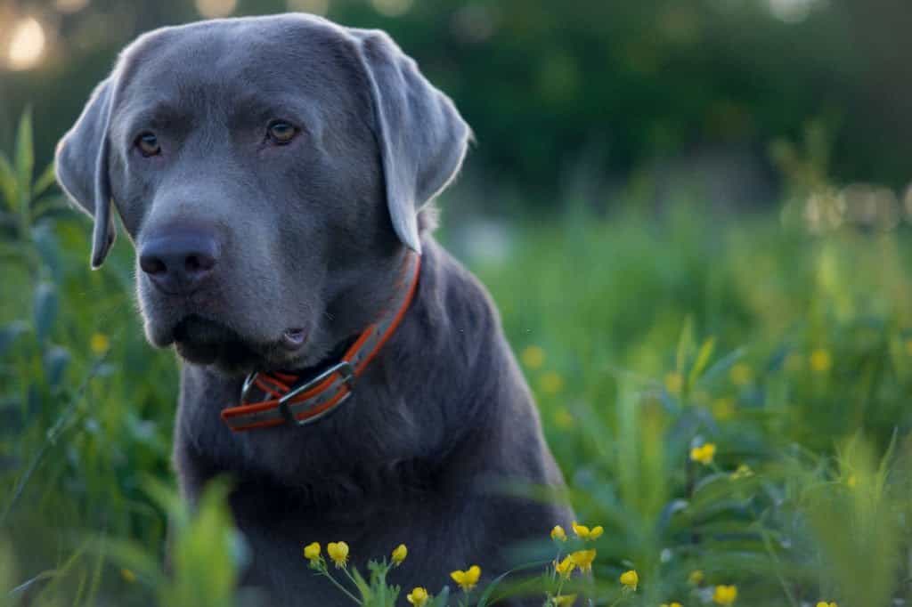 blue labrador puppy