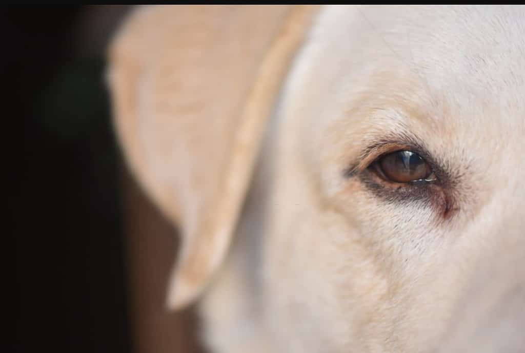 labrador with green eyes