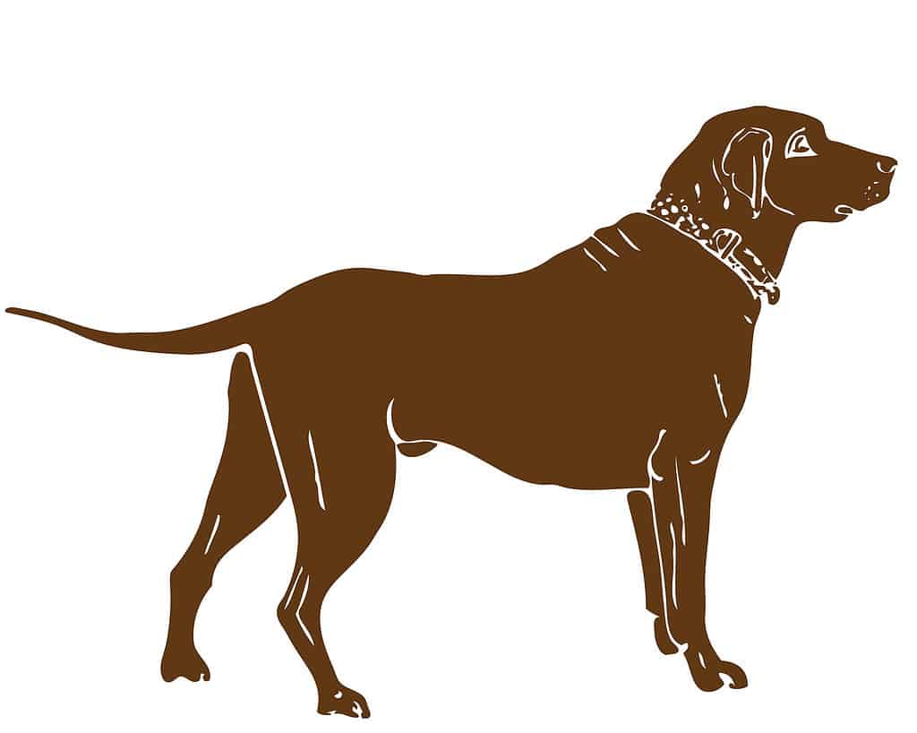 chocolate lab tail