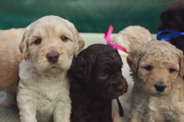 labrador breeders in california