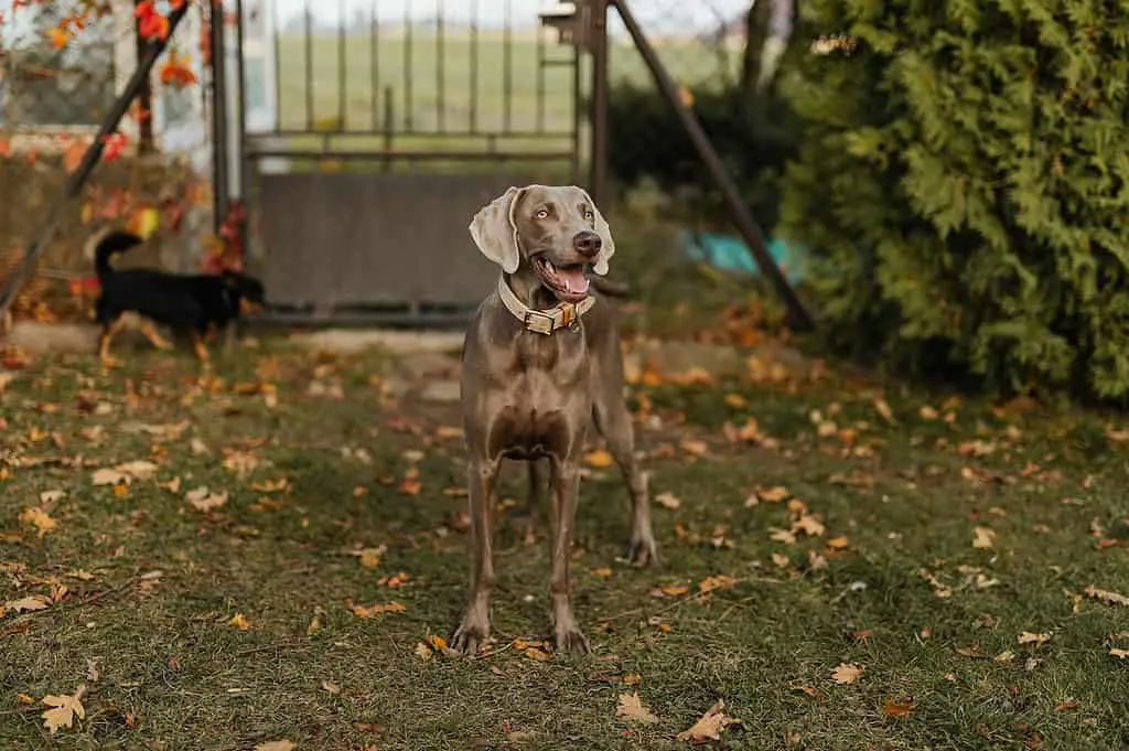 Weimaraner vs lab