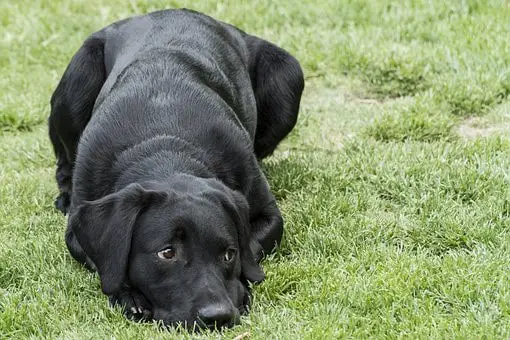 black labs; black lab puppies