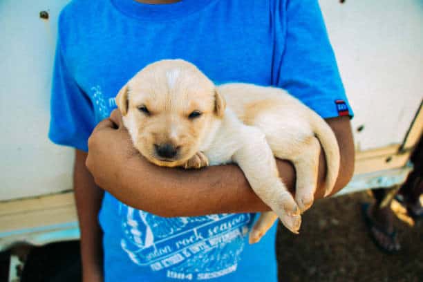 labrador breed puppy; one paw; dog shows