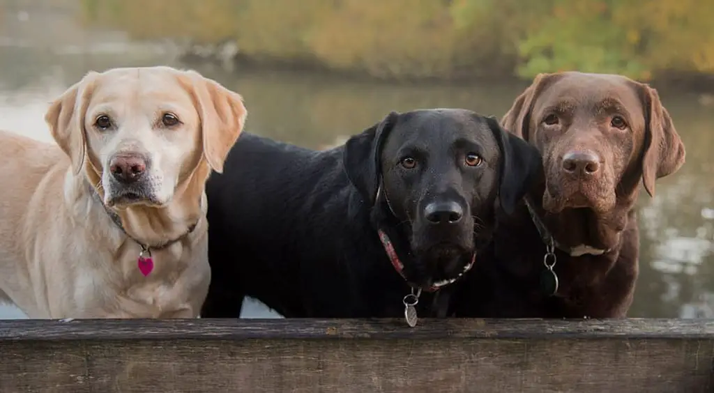 how to pick a lab puppy from a litter