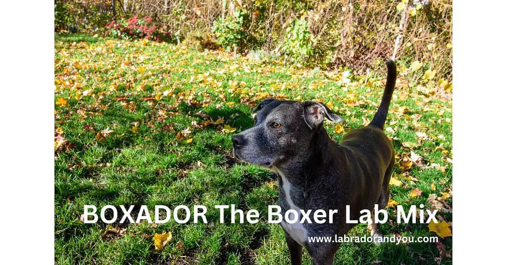 boxador