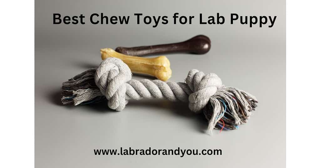 Best Chew Toys for Lab Puppy