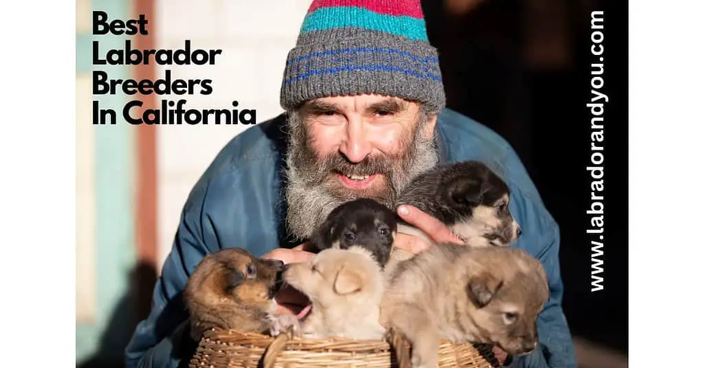 Best Labrador Breeders in California