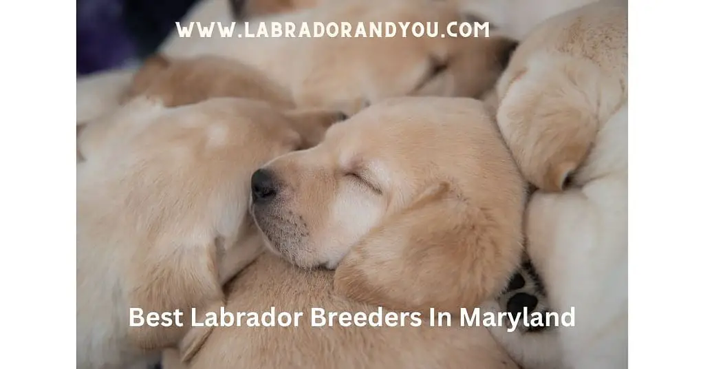 Best Labrador Breeders In Maryland