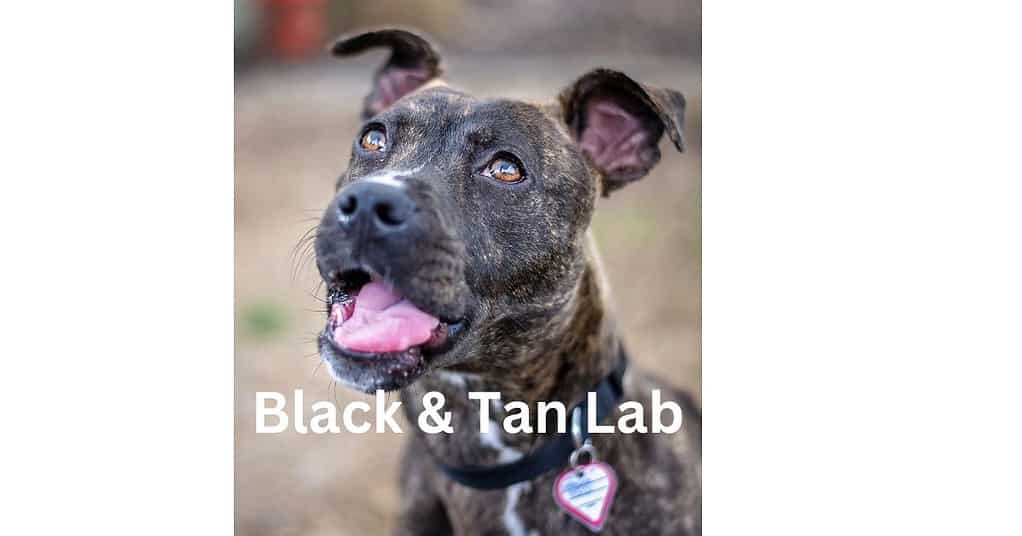 Black And Tan labs