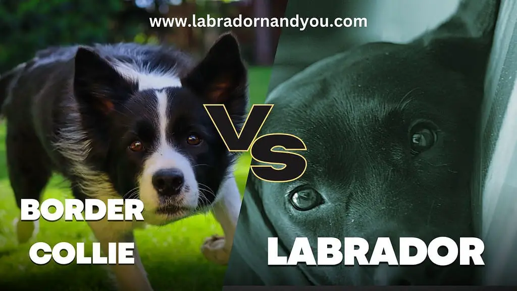 Border collie vs labrador