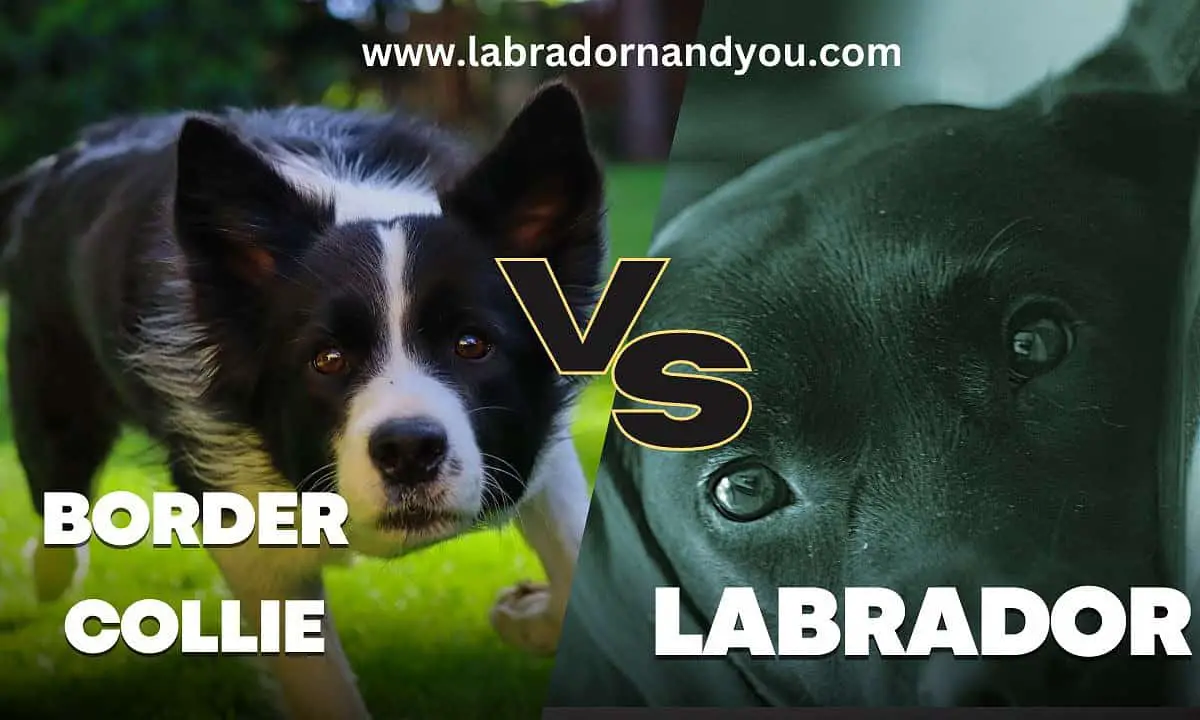 Border Collie vs Labrador Which One's Better For You?
