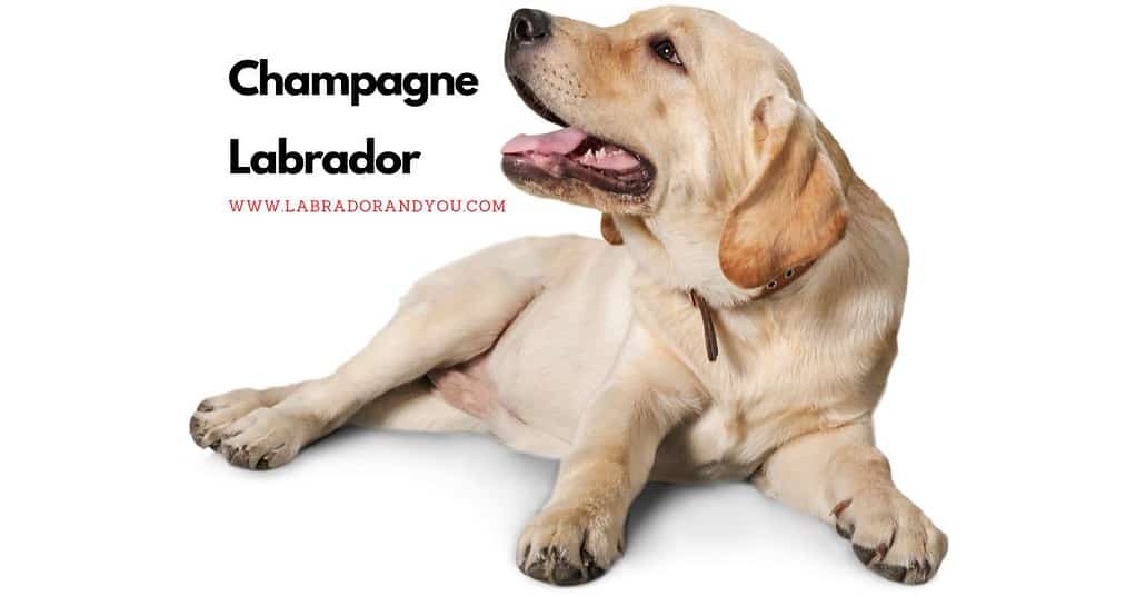Champagne Labrador