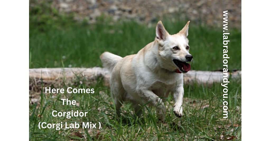 Corgidor (Corgi Lab Mix )