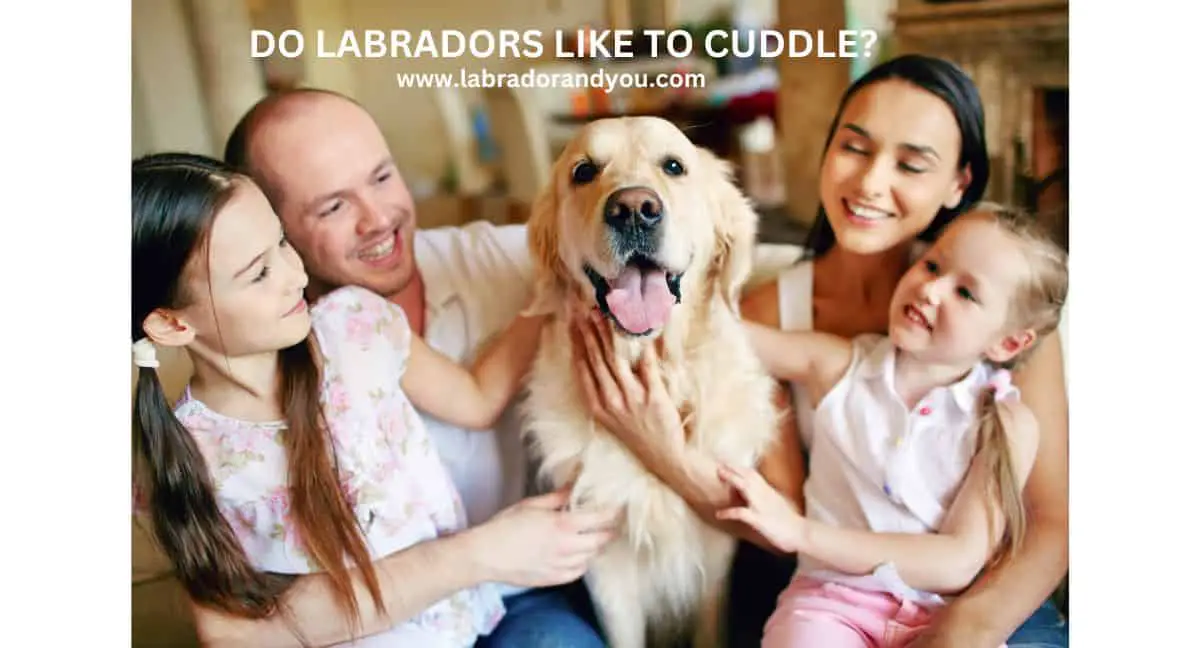 do labradors cuddle