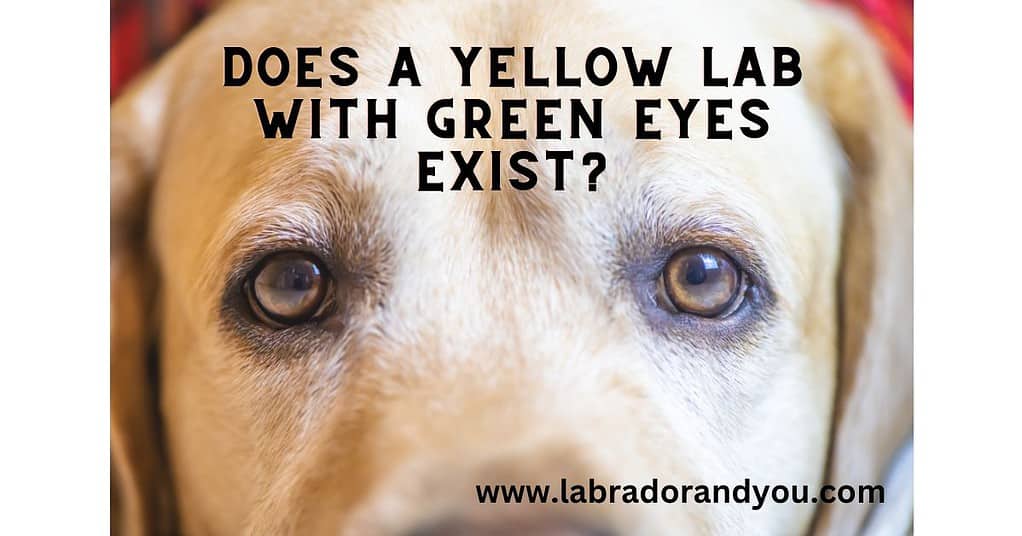 Does A Yellow Lab With Green Eyes Exist