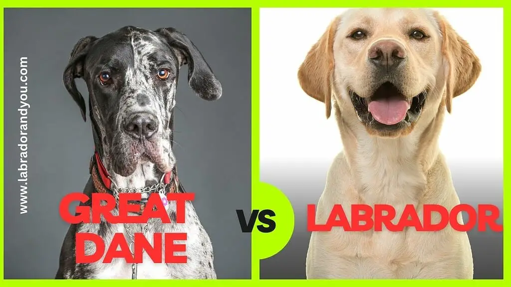 Great Dane vs Labrador