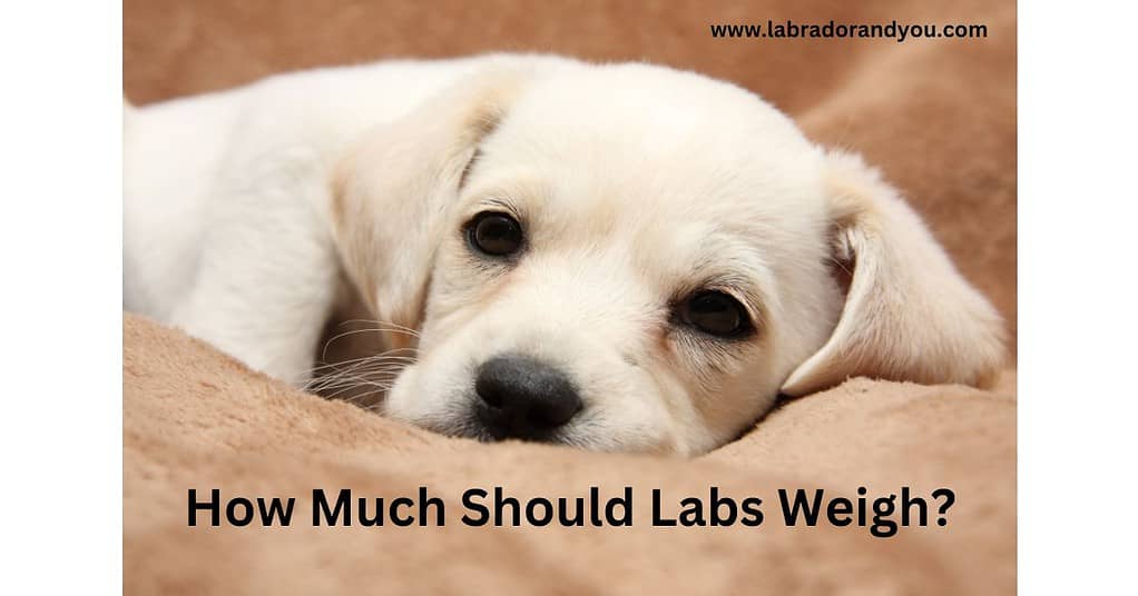 How Much Should Labs Weigh