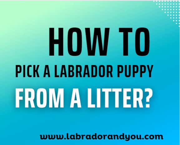 how to pick a labrador puppy from a litter