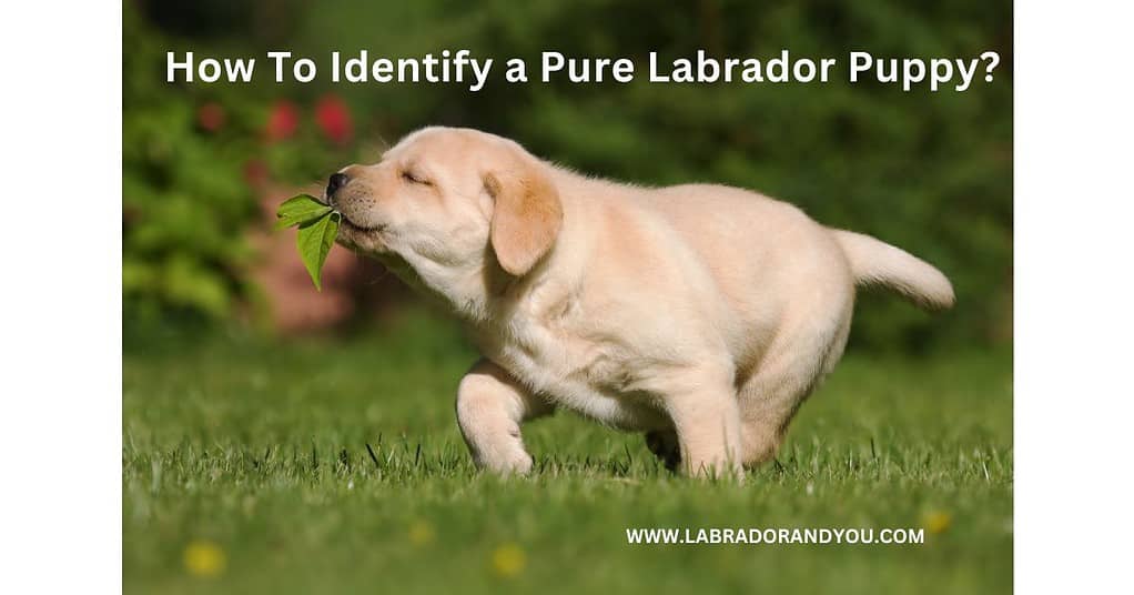 how to identify pure labrador puppy