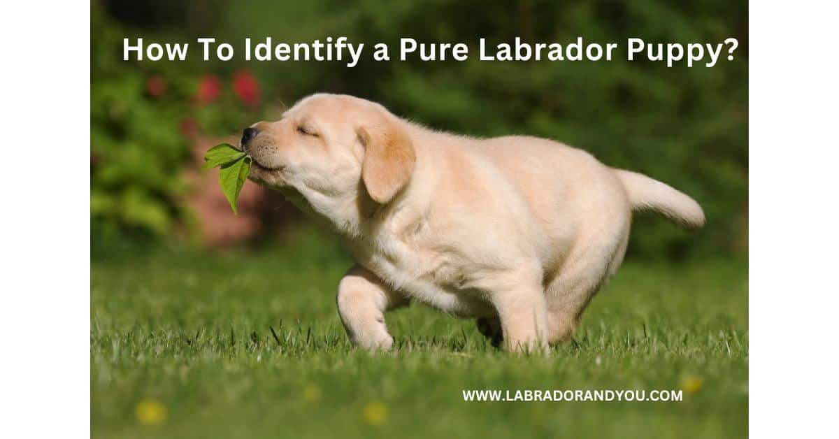 how to identify labrador dog