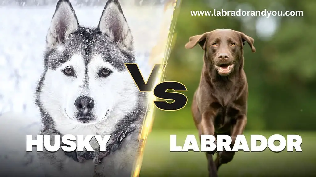 Husky vs labrador