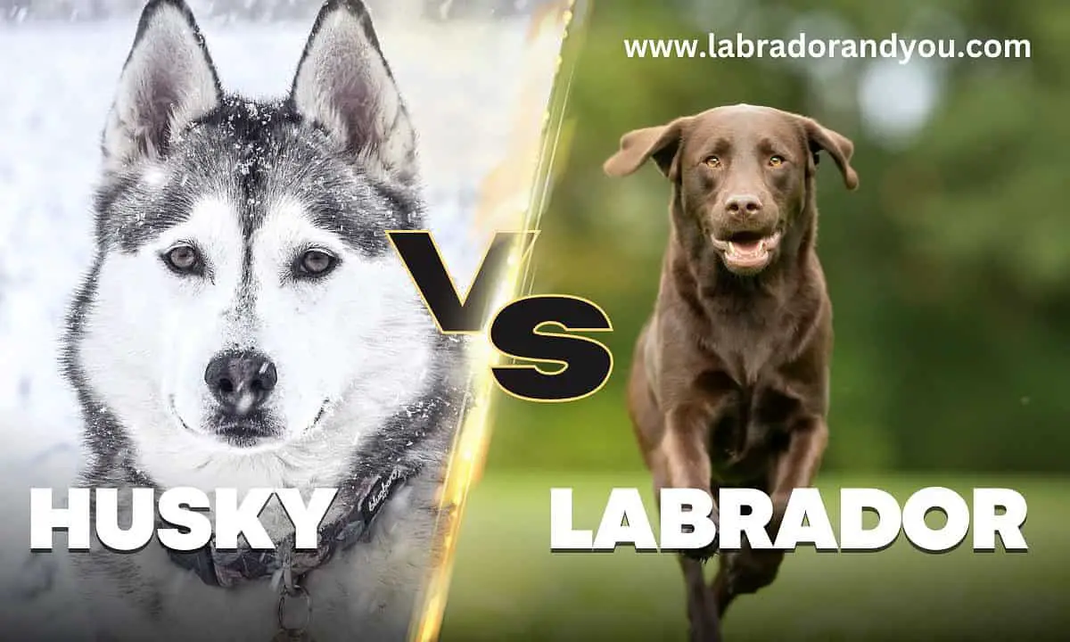 Husky vs Labrador Detailed Comparison Which One is Right for You?