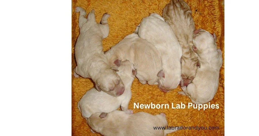 Newborn Lab Puppies