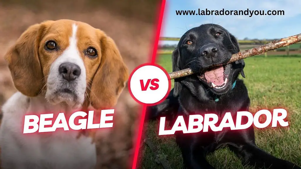 beagle vs labrador