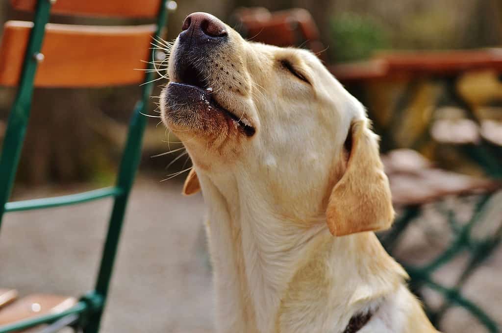Labrador personality traits; older dogs
