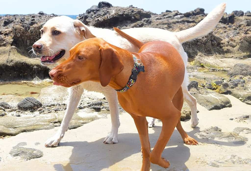 Vizsla vs labrador retriever dog