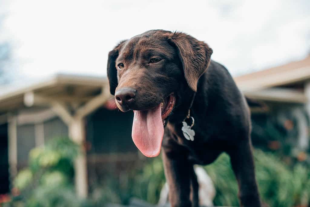 labrador behavior problems