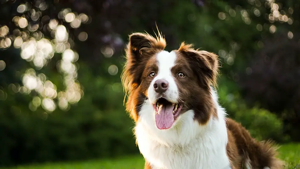 Border Collie Vs labrador retriever; herding group