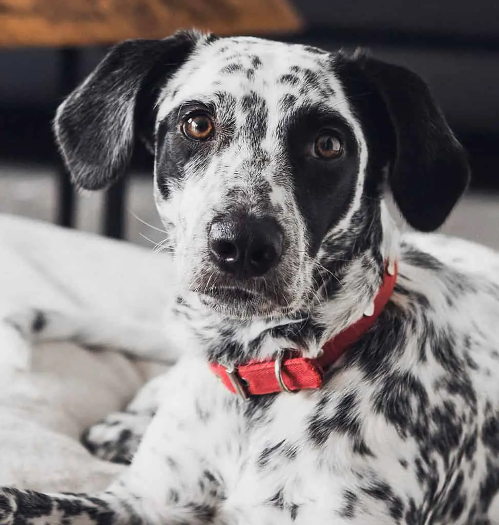 Labrador Retriever Vs Dalmatian; human assistance skills; long tails