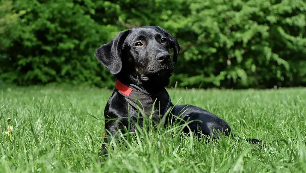 poodle and lab