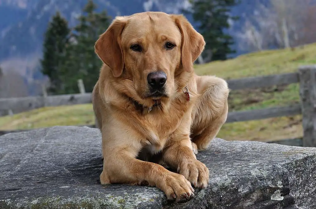 Labrador breeder