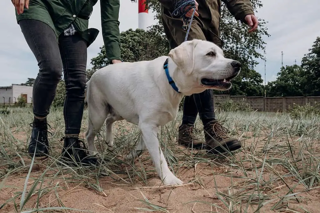 Yellow lab